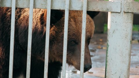 European Eurasian Brown Russian Bear Ursus Arctos Arctos In Cage In Zoo