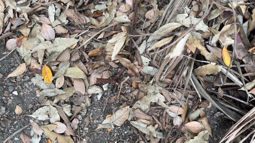 leaf litter is dirty and scattered