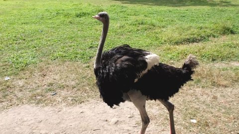The ostrich was walking freely in the farm meadow.