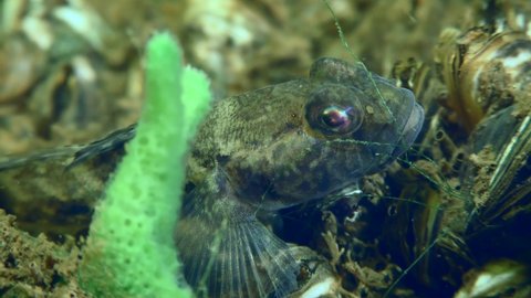 Male Racer goby (Babka gymnotrachelus) in breeding plumage on the river bottom next to a green sponge, close-up.
