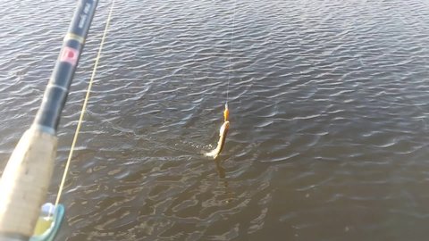 On a sunny November day, a fisherman from a boat floating slowly along the river bank caught a predatory fish pike with his spinning rod on a wobbler. There were ripples on the water from the wind