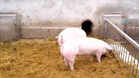 Many big fat black and pink pigs eat active and lie next to each other and sleep in clean hay in a pen outside on a farm on a clowdy winter day. Agriculture industry and farm animals concept.