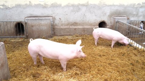 Many big fat black and pink pigs eat active and lie next to each other and sleep in clean hay in a pen outside on a farm on a clowdy winter day. Agriculture industry and farm animals concept.