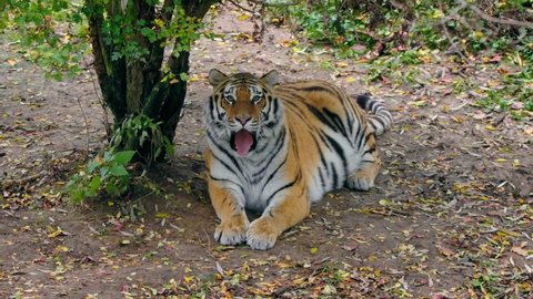 Siberian tiger (Panthera tigris altaica) yawning, sleepy big cat in forest
