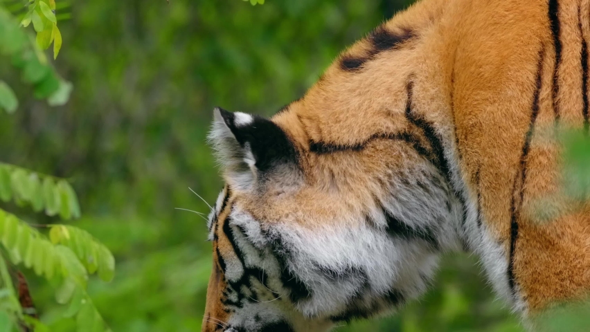 Siberian tiger (Panthera tigris altaica), big cat cub portrait in forest