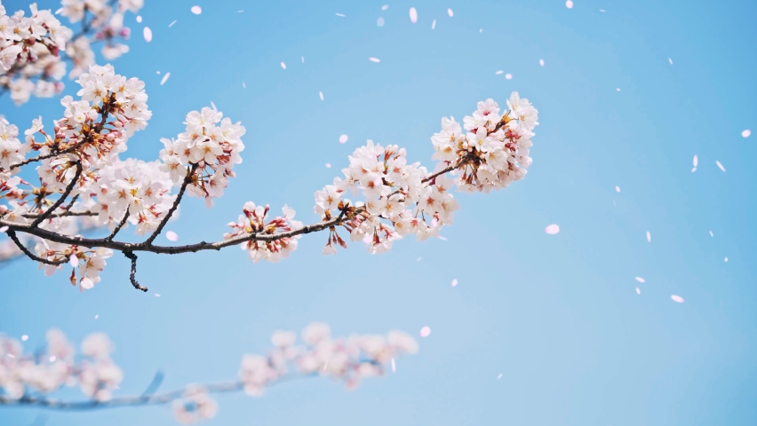 Falling cherry blossoms. Spring in Japan. Hanami. Royalty-Free Stock Footage #1085296607