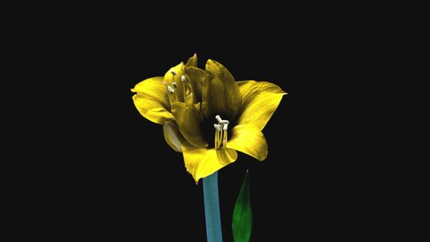 yellow Hippeastrum Opens Flowers in Time Lapse on a Black Background. Growth of Amaryllis Flower Buds. Perfect Blooming Houseplant, 4k UHD. Love, wedding, anniversary, spring, valentines day