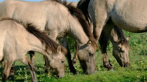 Slow motion, Close-up of herd wild horses grazes in a green meadow. Wild Konik or Polish primitive horse. Ermakov island, Danube Biosphere Reserve in Danube delta, Ukraine