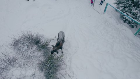 Aerial photography. The moose looks attentively at the drone, which is approaching him from above. Moose farm. A large animal that lives in the north.