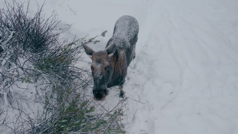 Video shooting on a drone. Moose farm. The female moose looks carefully and sniffs the approaching drone. A large hardy animal that lives in the north.