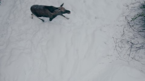 Aerial photography. Two female moose did not share the food and began to fight, hitting each other with their front hooves. Moose farm. A large hardy animal that lives in the north.