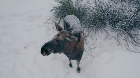 The moose looks at the approaching drone, worries and sniffs it. Farm for the domestication of moose. A hardy long-legged artiodactyl animal. Aerial photography.