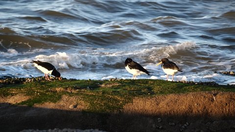 Oystercatchers on Hilbre Island Wirral - January 2022