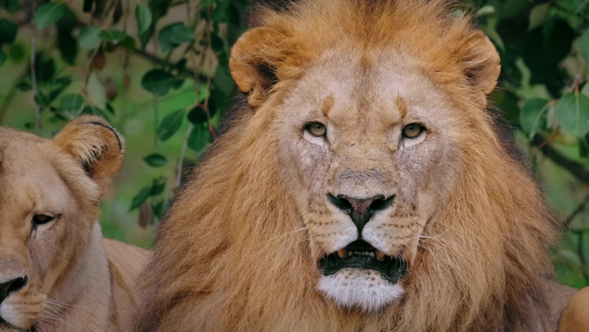 Southwest African lion (Panthera leo bleyenberghi) couple, big cat yawning Royalty-Free Stock Footage #1085306597