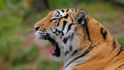 Siberian tiger (Panthera tigris altaica) yawning, sleepy big cat portrait with canines