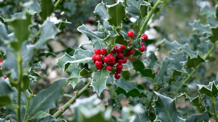 Motion shot red holly berries on frost tree branch, Close up