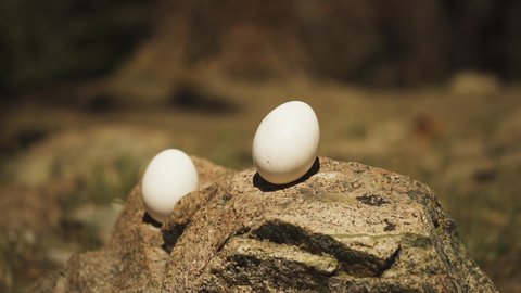 Close up view of an egg broken with great force by a bullet hitting it on the outskirts of Pleasant Valley,California,USA. Target practice which requires great aiming accuracy and precision 