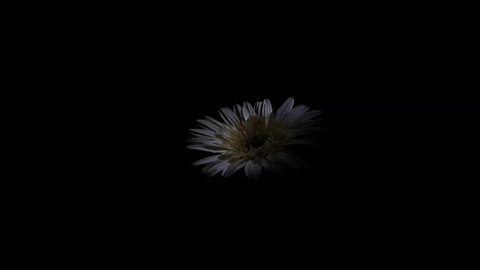 white Gerbera daisy flower is also known as English or common daisy with smooth petals surface on dark night black background with copy space. Beautiful detail 4k closeup macro flat lay side view.