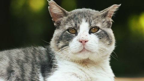 An old street cat looks into the camera close-up. Homeless cat footage in slow motion. Damaged cat ears. Street Fighter.