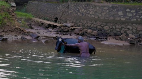 Kerala, India - December 19 2021: A farmer is bathing his cow in backwaters A Shot from Kerala India. 4K Video.