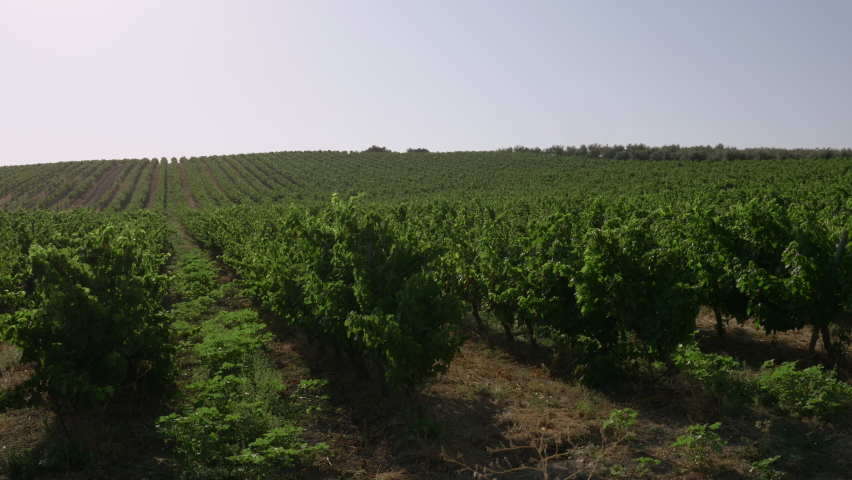Green vineyards before harvesting the grapes on a sunny day. White wine production. Fino, Xerez, Malaga Virgin. Pedro Ximenez