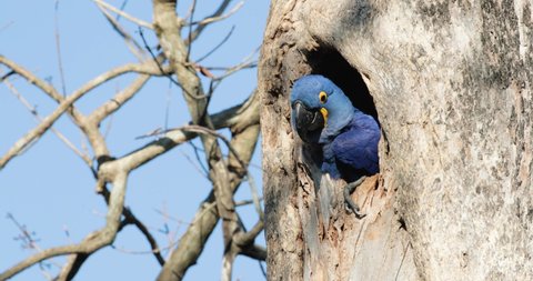 Close up of a Hyacinth macaw perched in a palm tree, South Pantanal, Brazil.