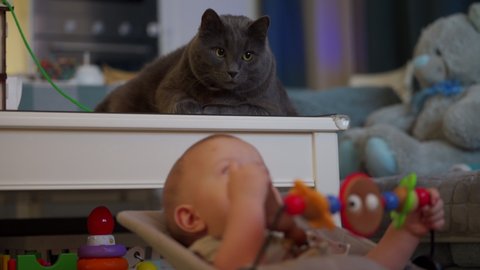 Pets and babies, baby and cat watching TV together at home, little kid sitting in rocking chair, adult gray cat peacefully lying near the child. High quality 4k footage