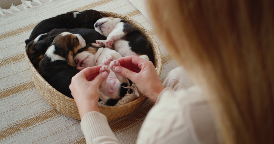 A woman holds a sleeping beagle puppy by its small hind legs.