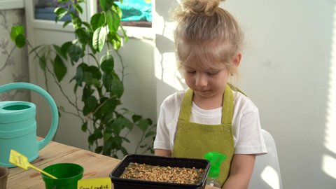 a little blonde girl in an apron is engaged in planting seeds for seedlings of micro greens, spraying planted plants with a spray gun, the concept of children's gardening