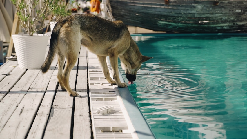 The dog stands on the edge of the pool and drinks water from it. It