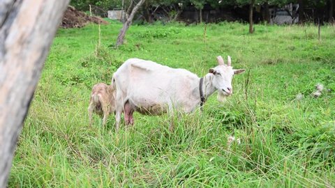 White goat with a small goat grazes in a meadow eat grass. Rural landscape. Video with a static camera.