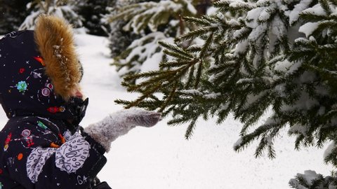 Close-up of a little boy hitting the fir tree branches with his hand brushing the snow off them