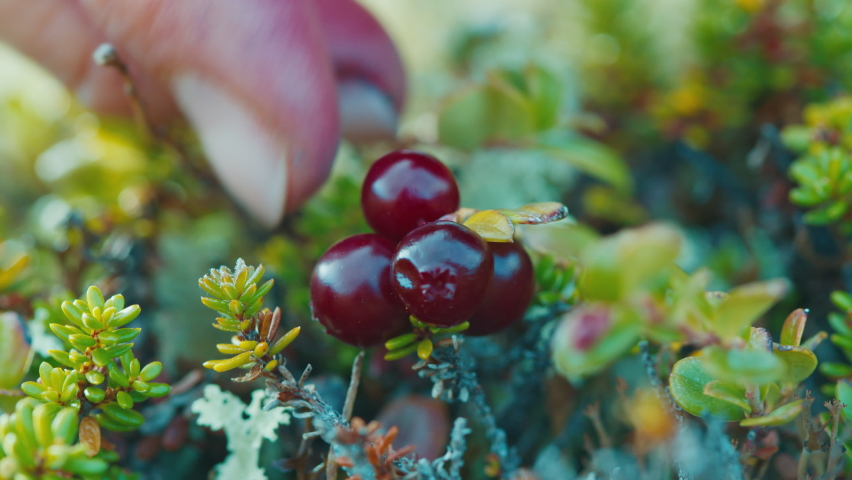 Arctic berries extreme macro. Woman picks up ripe berries (Vaccinium vitis idaea) in the wild arctic area