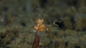Super tiny underwater creatures - Lady Bugs. Underwater macro world of Tulamben, Bali, Indonesia.