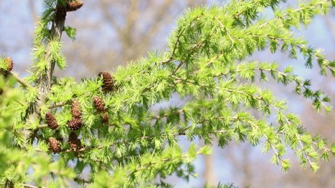 larix plant tree brunches with pinecones and needles coniferous green larch. fresh conifers and cones of larch tree in spring time day. evergreen plant European larch 