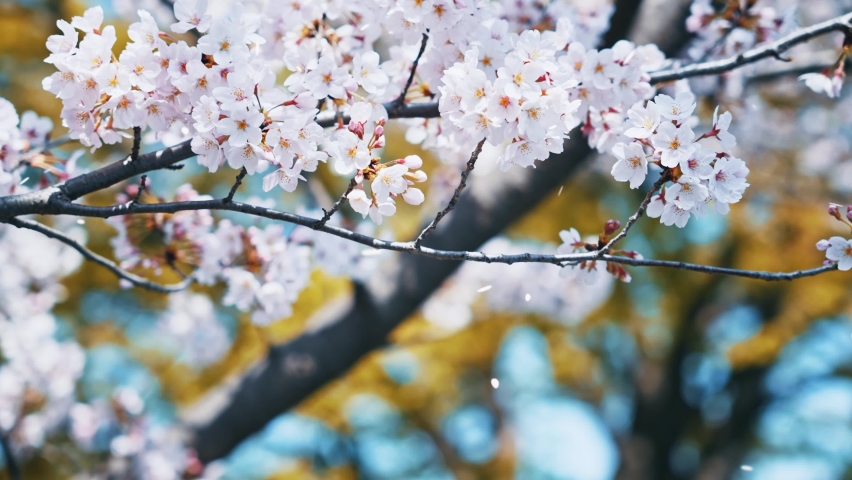 Falling cherry blossoms. Spring in Japan. Hanami. Royalty-Free Stock Footage #1085334716