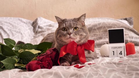 Valentine's day with a pet, a Scottish straight gray cat, in bed with red roses and candles. Romance of a single woman on February 14
