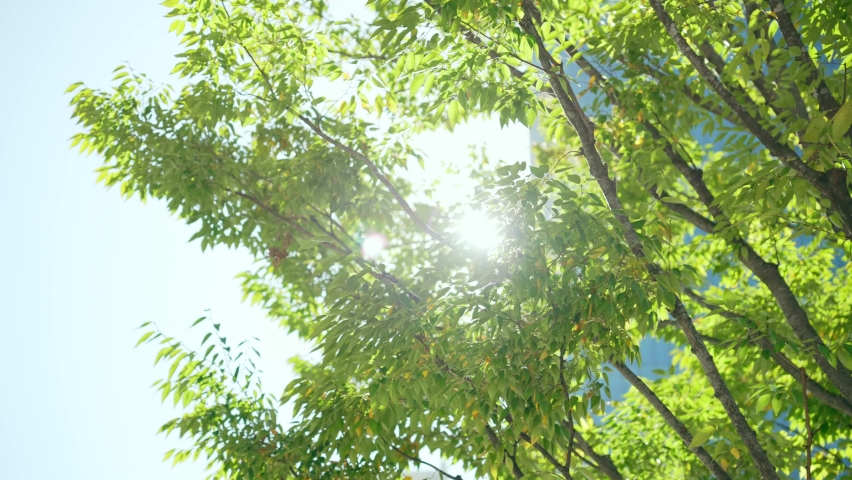 Sunlight that filters through the leaves of trees. Royalty-Free Stock Footage #1085335535