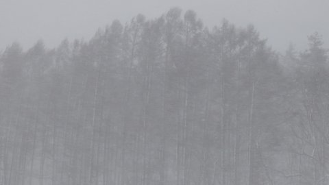 Blizzard blowing in larch forest