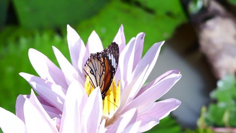 Close-up video a Common Tiger Butterfly (Danaus genutia) using a nectar tube to find nectar on a pink water lily petal.