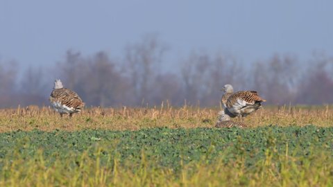Great bustards (Otis tarda) on a field, sunny day in winter Austria