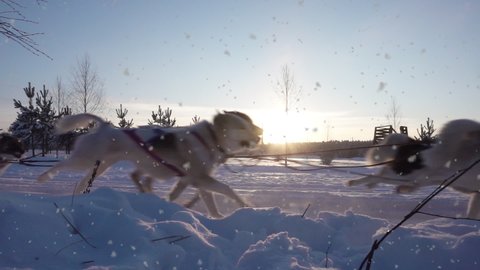 A team of sled dogs pulling a sled through the wonderful winter calm winter forest. Riding husky sledge in Lapland landscape video loop
