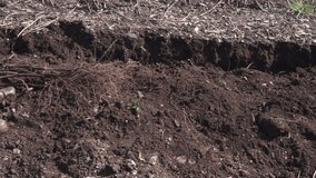 Farmer digging the soil and pulling up vine plants. HD video.