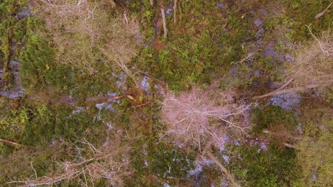Red deer (Cervus elaphus) walks on marshy areas among forest. Flying over trees, top views from drone. Autumn cloudy day