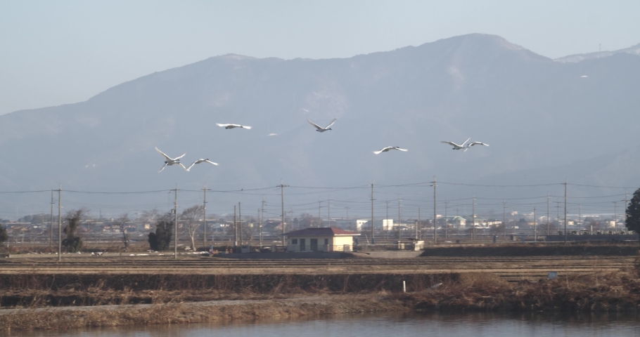wild swans in Japanese lake