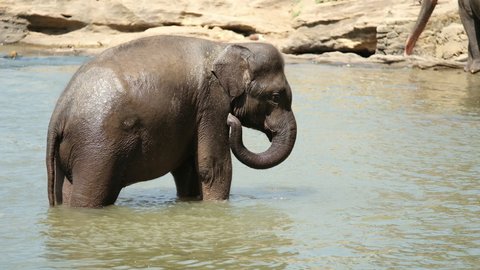 Young elephant calf standing in a river water, taking a water in trunk and watering itself. Sri Lankan elephant is a subspecies of the Asian elephant. 4K footage in Pinnawala Elephant Orphanage.
