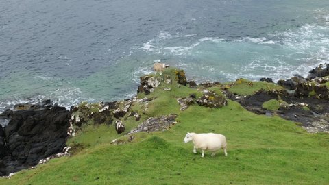White sheep on a hill feeding themselves at Isle of Skye in Scotland, UK with water waves