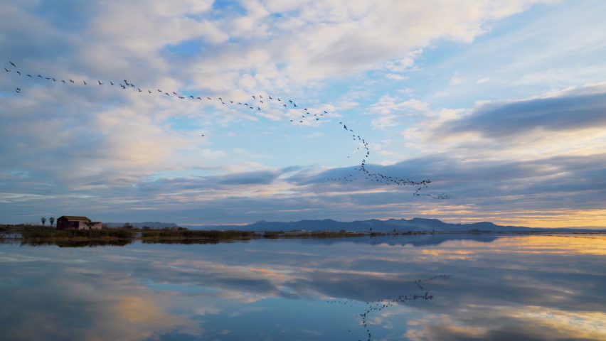 Migratory birds flying lined up in the flooded rice fields of the Albufera Natural Park during sunset on a cloudy day creating a mirror effect. Royalty-Free Stock Footage #1085346200