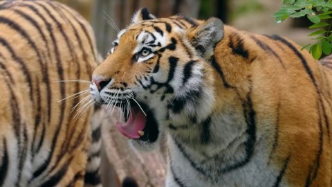 Siberian tiger (Panthera tigris altaica) yawning, sleepy big cat portrait with canines