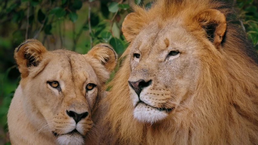 Southwest African lion (Panthera leo bleyenberghi), sleepy lioness yawning